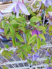 Clematis macropetala