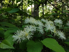 Neviusia alabamensis