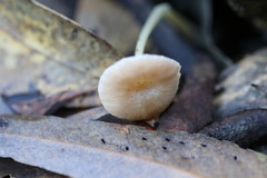 Entoloma sericellum