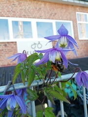 Clematis macropetala