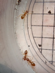 Lasius aphidicola