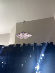 Lepidoptera