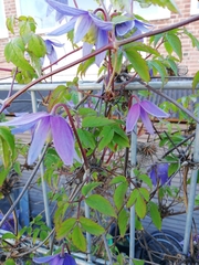 Clematis macropetala