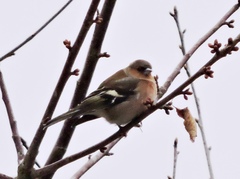 Fringilla coelebs
