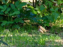 Erithacus rubecula