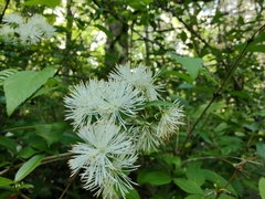 Neviusia alabamensis