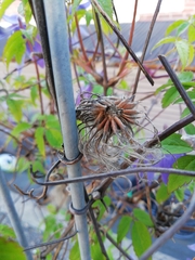 Clematis macropetala