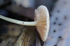 Entoloma sericellum