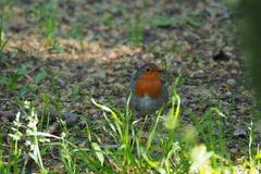 Erithacus rubecula