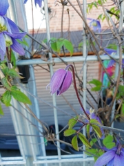 Clematis macropetala