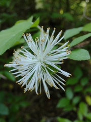 Neviusia alabamensis