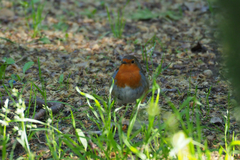Erithacus rubecula