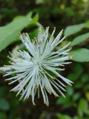 Neviusia alabamensis