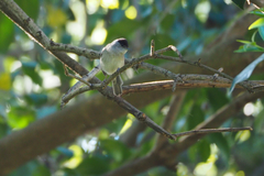 Sylvia atricapilla
