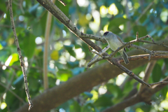 Sylvia atricapilla