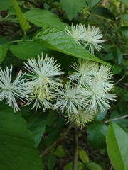 Neviusia alabamensis