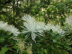 Neviusia alabamensis