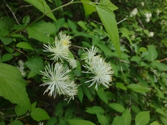 Neviusia alabamensis