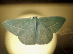Chlorocoma stereota