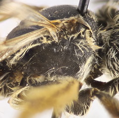 Andrena leucolippa