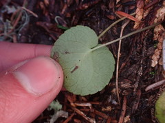 Viola orbiculata