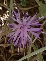 Centaurea raphanina