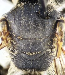 Andrena leucolippa