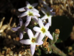 Manulea fragrans