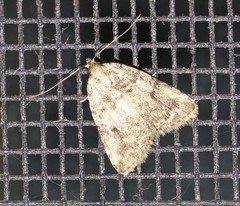 Tolpia conscitulana