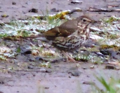 Turdus philomelos