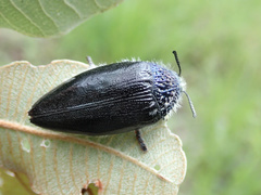 Sternocera orissa variabilis
