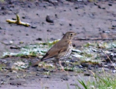 Turdus philomelos