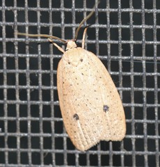 Euprionocera geminipuncta