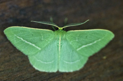 Chlorocoma stereota