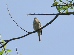 Phylloscopus collybita