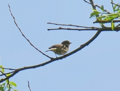 Phylloscopus collybita