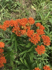 Asclepias tuberosa interior