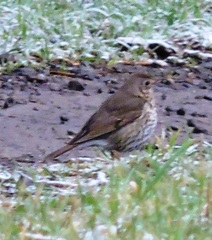 Turdus philomelos