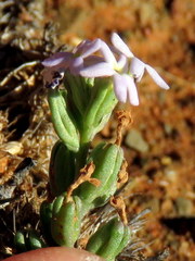 Manulea fragrans