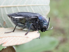 Sternocera orissa variabilis