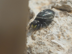 Heliophanus apiatus