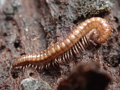 Craspedosomatidae