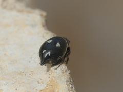 Heliophanus apiatus