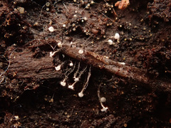 Antinoa juniperinella