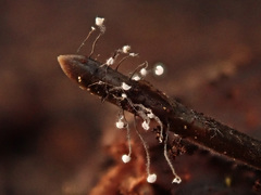 Antinoa juniperinella