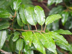 Prunus lusitanica hixa