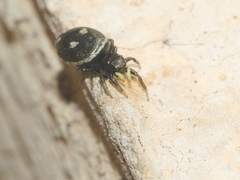 Heliophanus apiatus