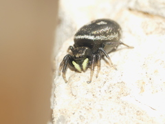 Heliophanus apiatus