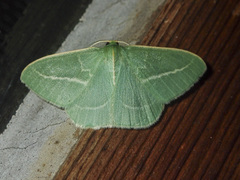 Chlorocoma stereota