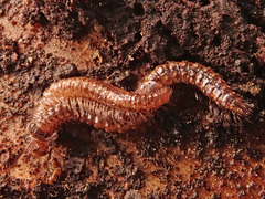 Craspedosomatidae